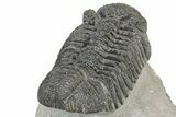 Large, Prone Drotops Trilobite - Mrakib, Morocco #233834-4
